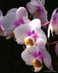 Orchid #23