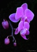 Orchid #24
