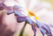 watercolors