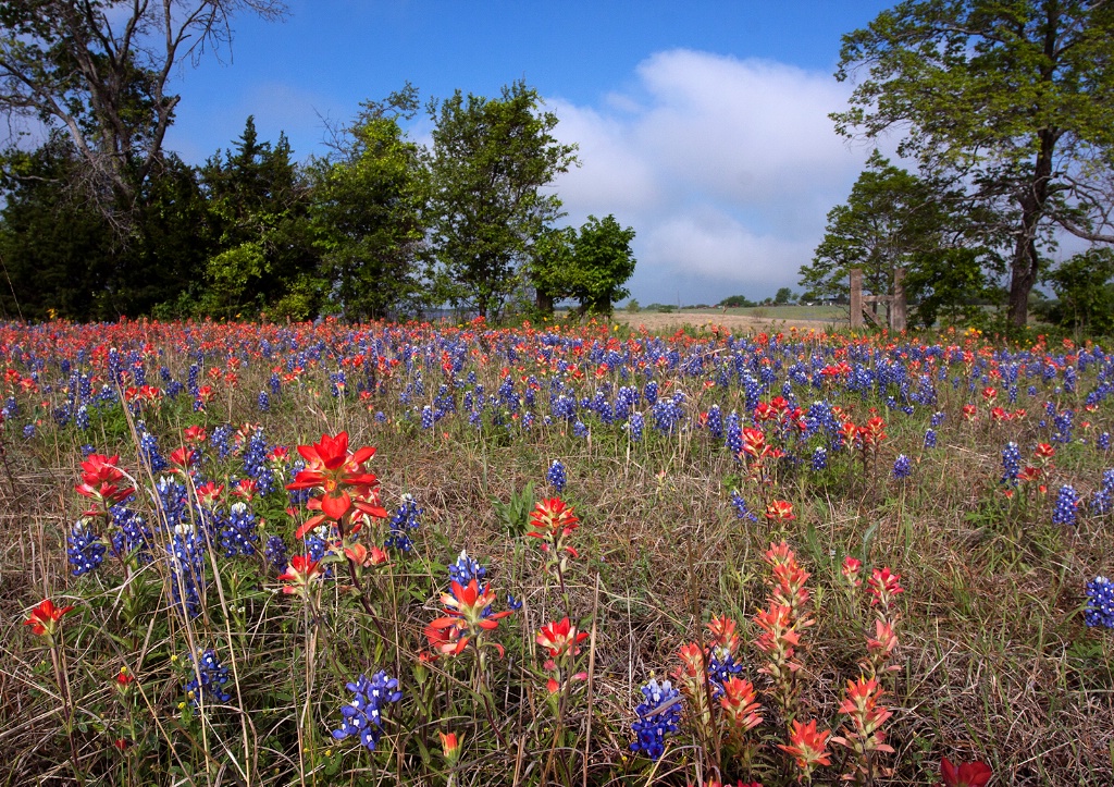 Painted Field