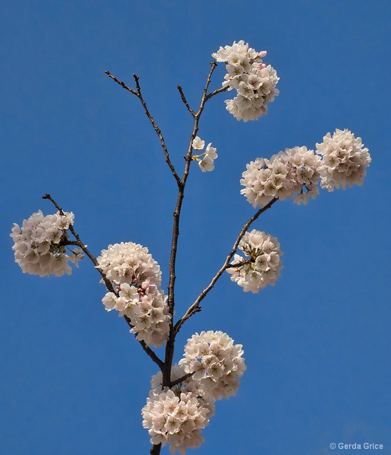 Cherry Blossom Pom Poms