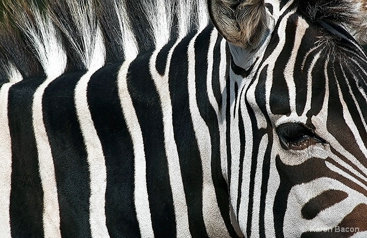 stripes