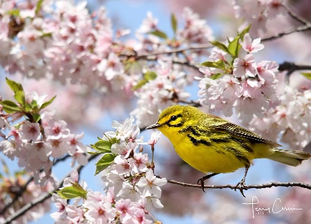 Prairie Warbler