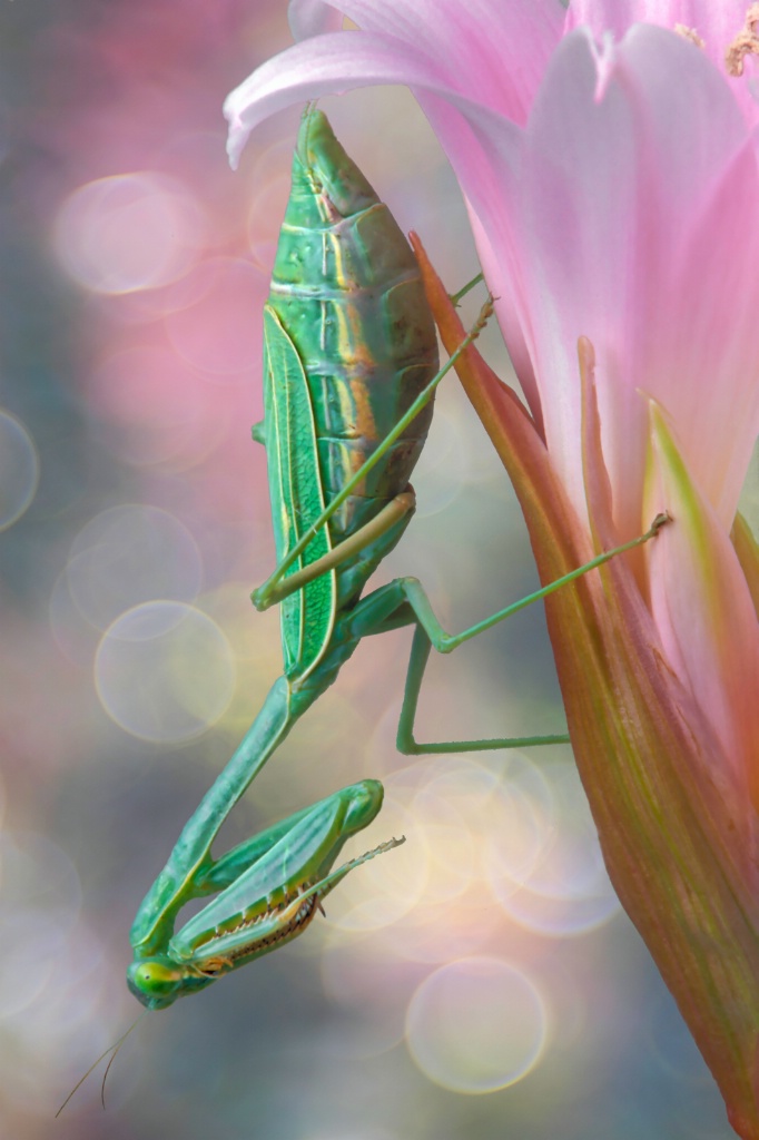 Mantid on Lily