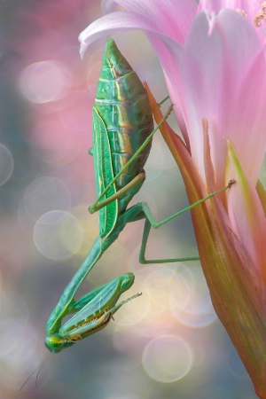 Mantid on Lily