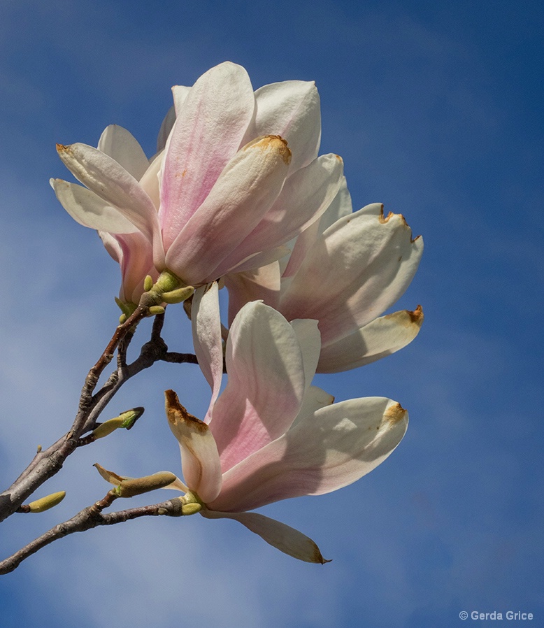 Aging Magnolias