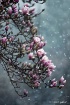 snow on magnolia