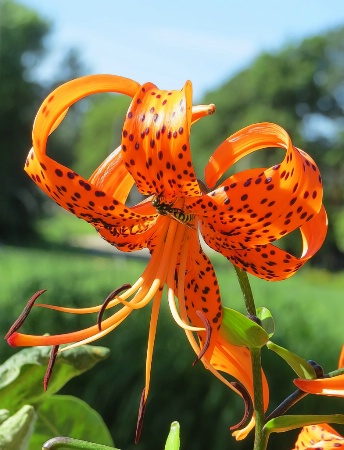 Tiger Lily With A Bee
