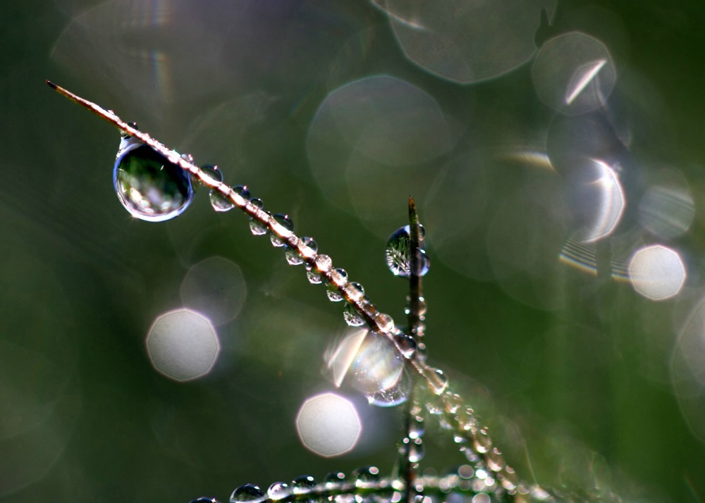Spring Grasses And Dewdrops