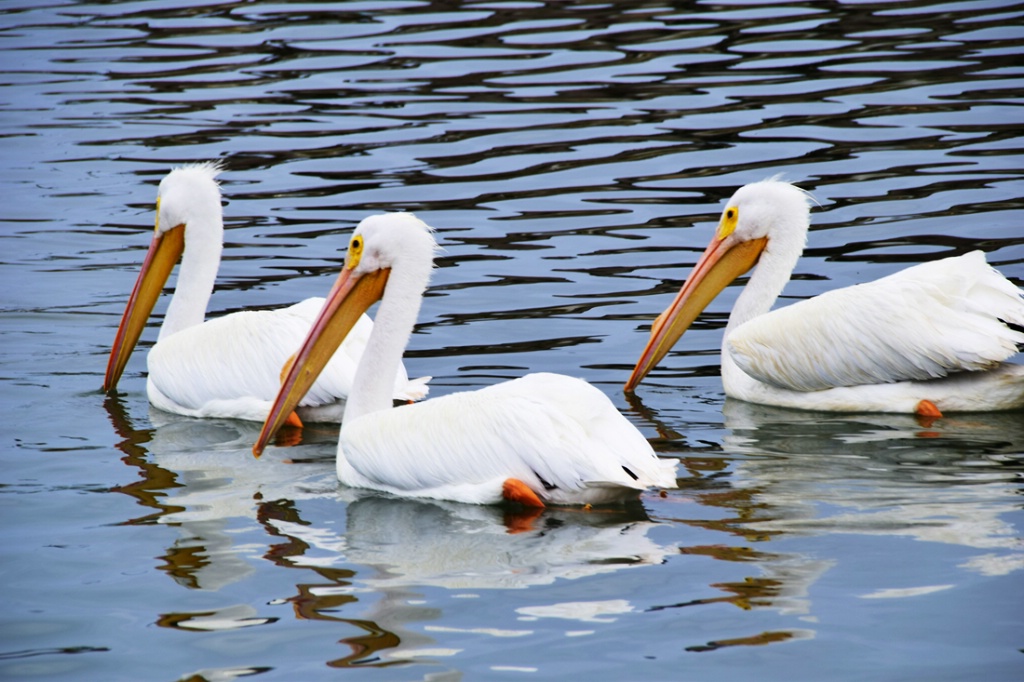 THREE  "AMIGOS"  (FRIENDS)