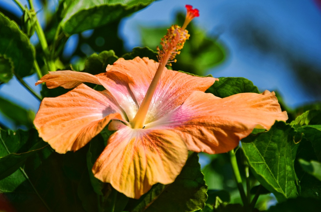 ORANGE  FLOWER