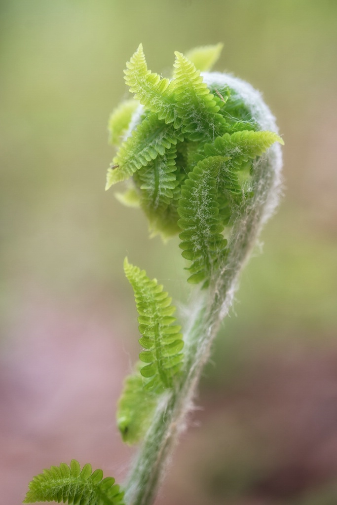 Springtime Unfurling