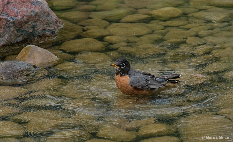 Robin's Bath Time