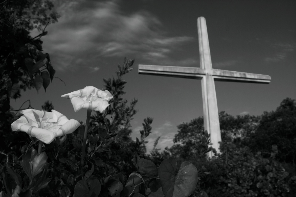 Lilies by the Cross