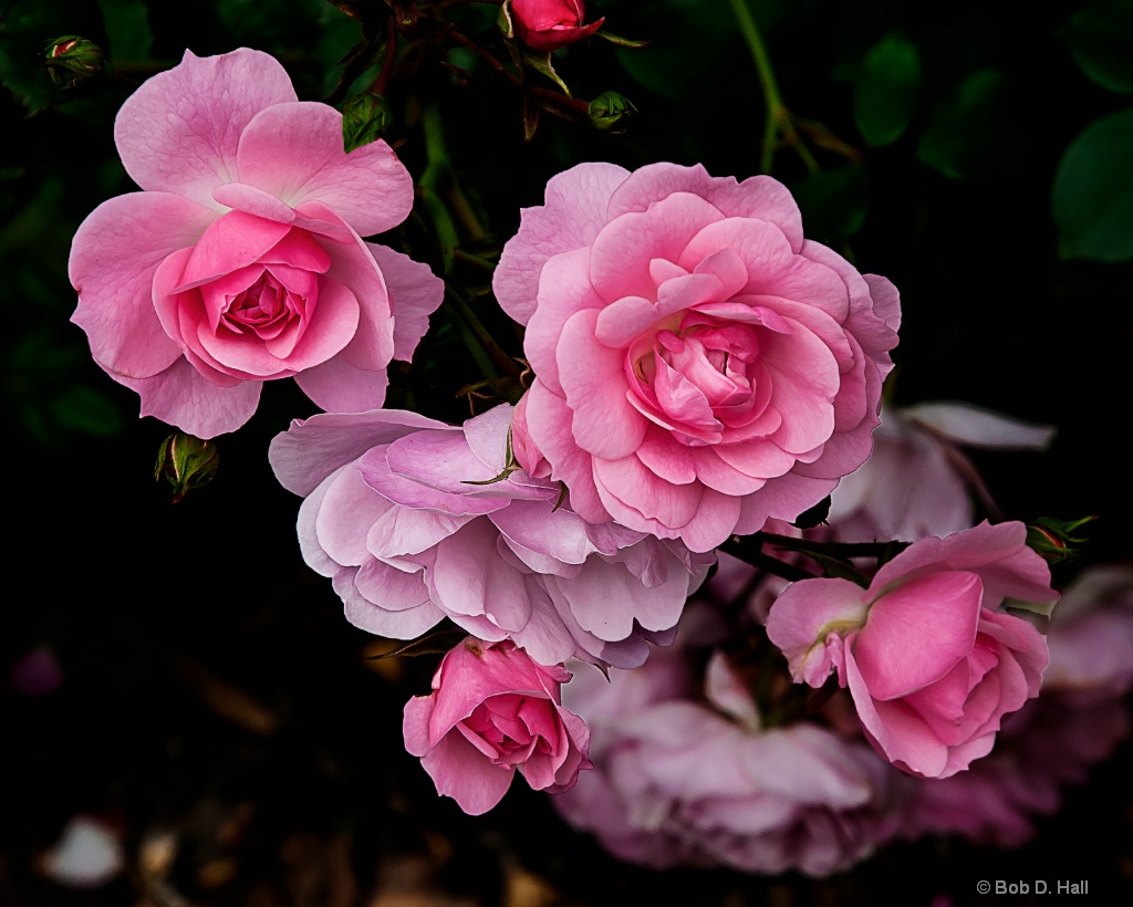 Skagway Rose