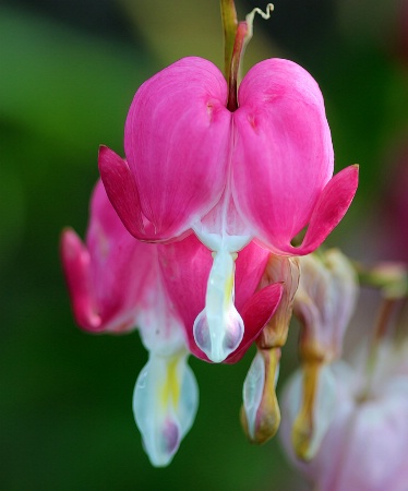 Bleeding Heart (Liberal??)