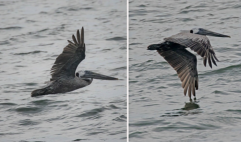 Pelican Skimming Water and Making Sharp Left Turn - ID: 15425109 © John D. Jones