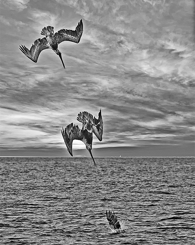 Pelican Diving for Food, Sunset, Pamlico Sound, NC - ID: 15426610 © John D. Jones