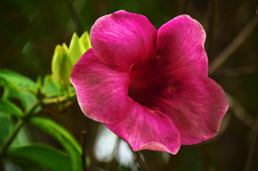 BEAUTY  IN  PINK