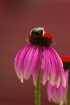 Echinacea Flower ...