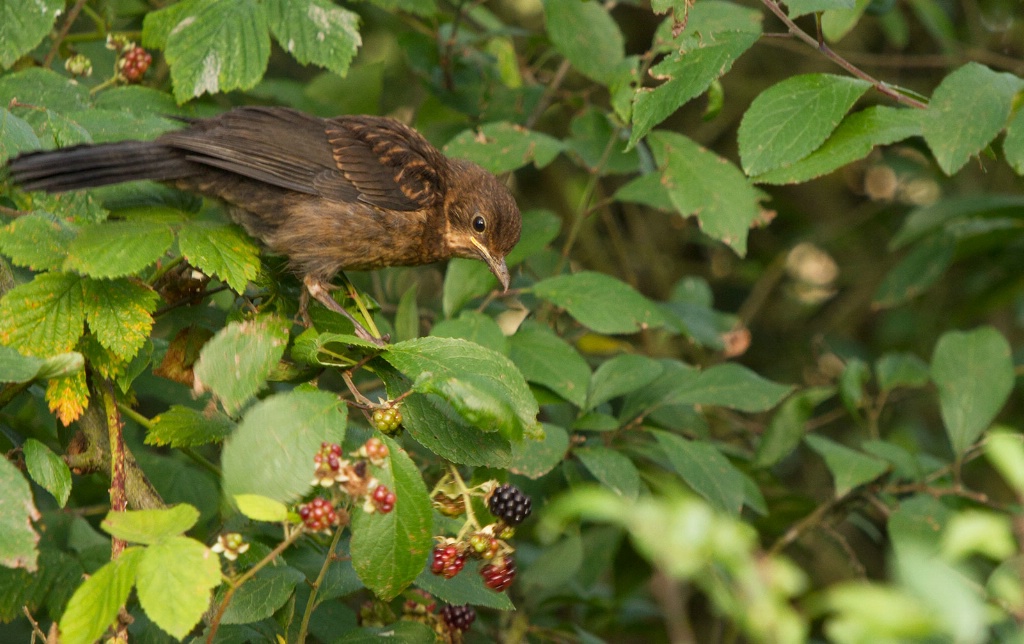 Lunch is Served - ID: 15430725 © Susan Gallagher