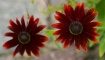Rudbeckia Duo