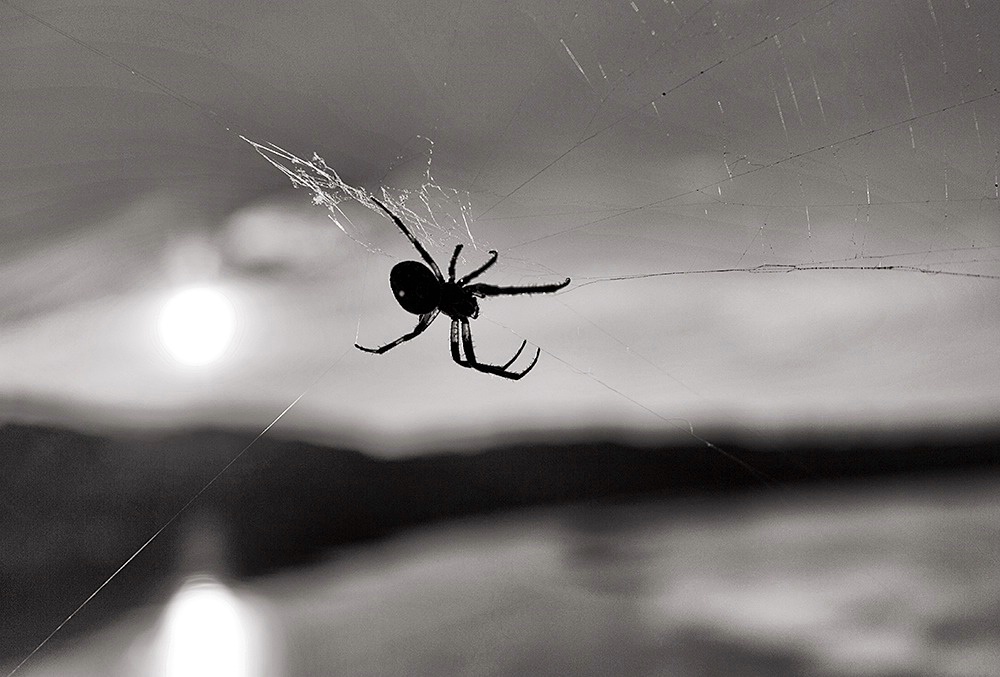 Spider at Sunset - ID: 15430745 © John D. Jones