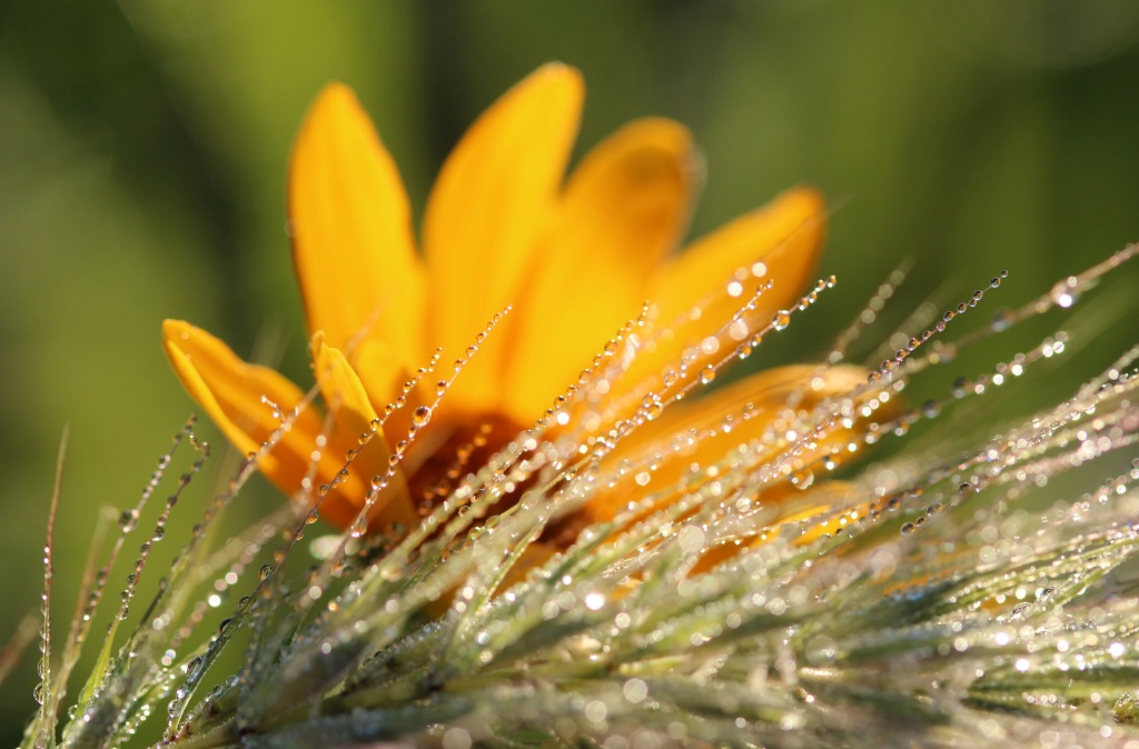 Dewdrops And Wildflower
