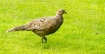 Hen Pheasant Late...