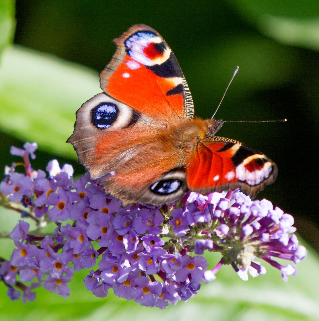 Peacock Butterfly on Buddleia Bush - ID: 15432028 © Susan Gallagher