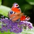 © Susan Gallagher PhotoID# 15432028: Peacock Butterfly on Buddleia Bush