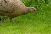 Hen Pheasant look...