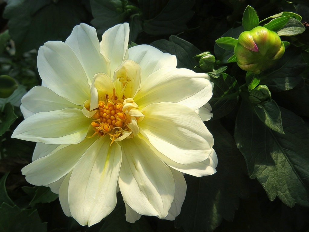 Flower And Bud