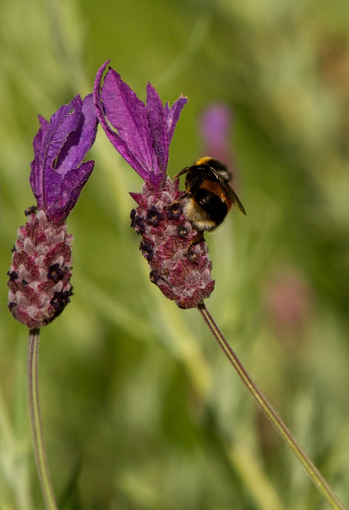 Hungry Bee