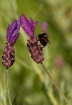 Hungry Bee