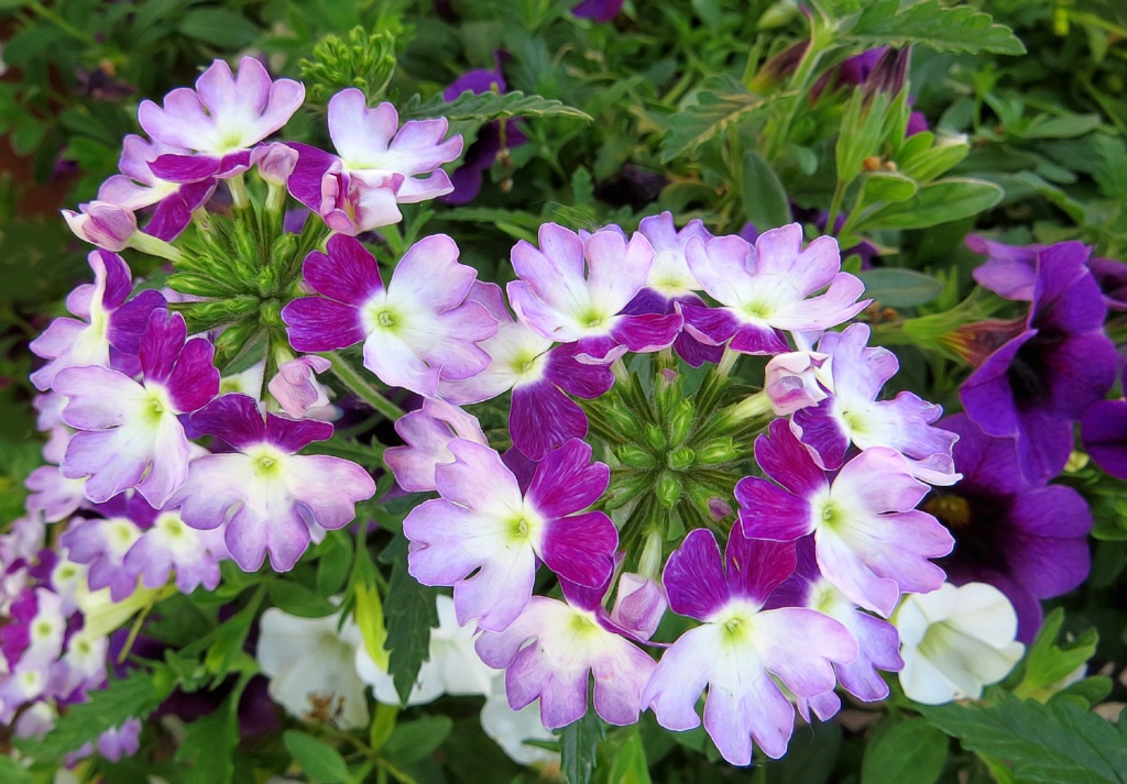 Unknown Flowers