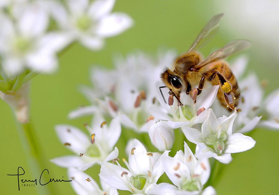 Enjoying the Chives