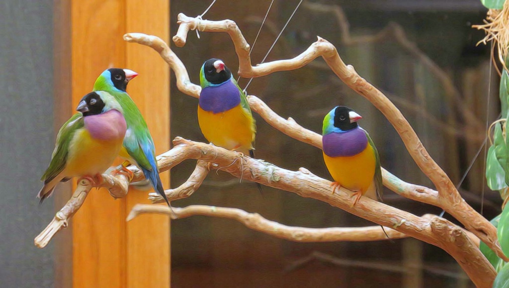 Finch Grouping