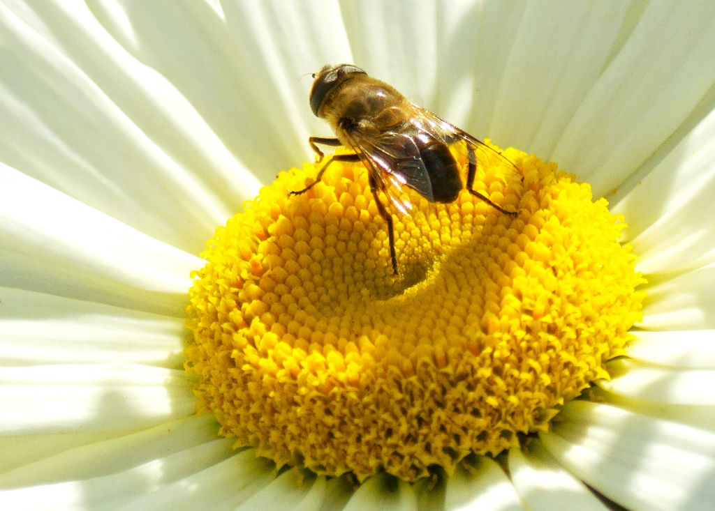 Enjoying the Sun - ID: 15443140 © Susan Gallagher