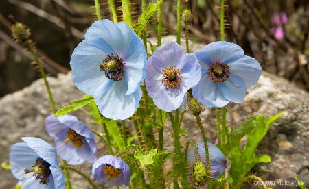 Blue Poppy