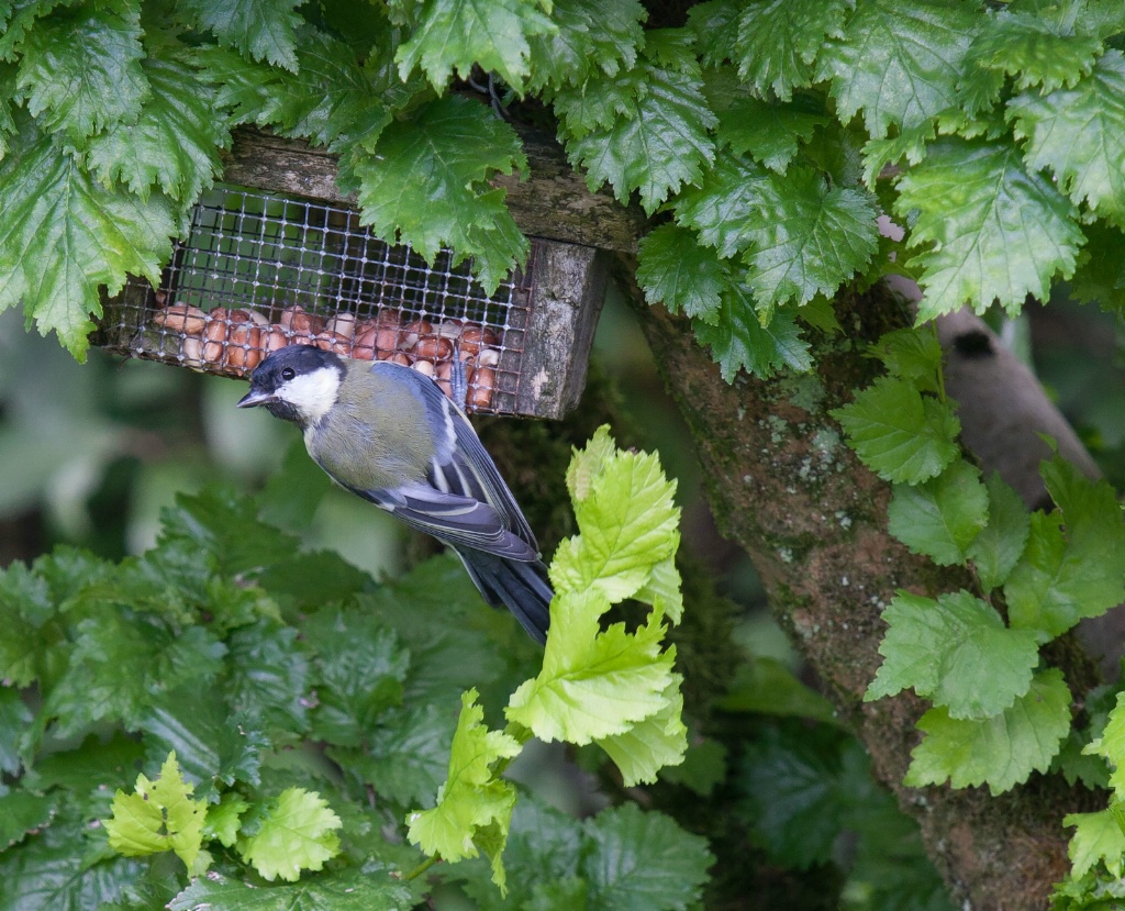 Hungry Blue Tit - ID: 15444295 © Susan Gallagher