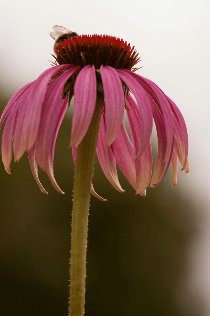 Single Echinacea Flower - ID: 15444304 © Susan Gallagher