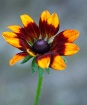 Rudbeckia Late Af...