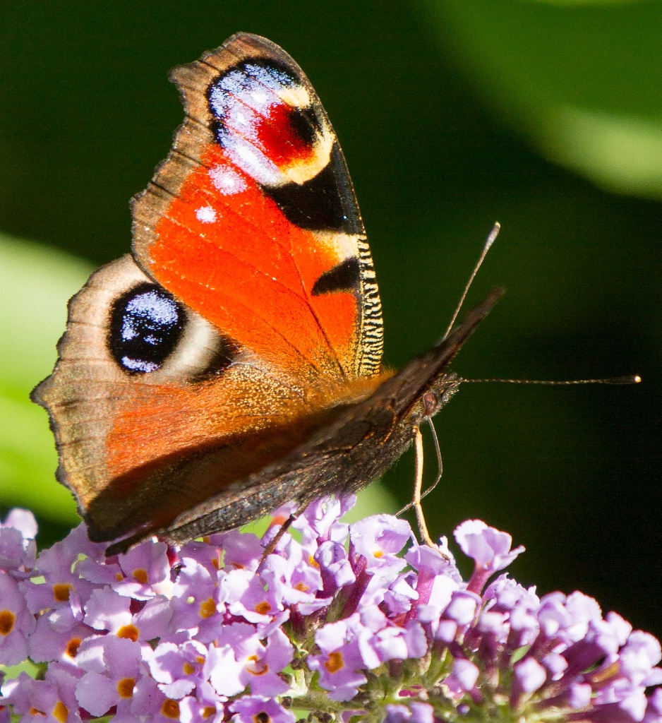 Beautiful Peacock Butterfly  - ID: 15445853 © Susan Gallagher