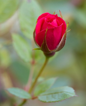 Patio Rosebud