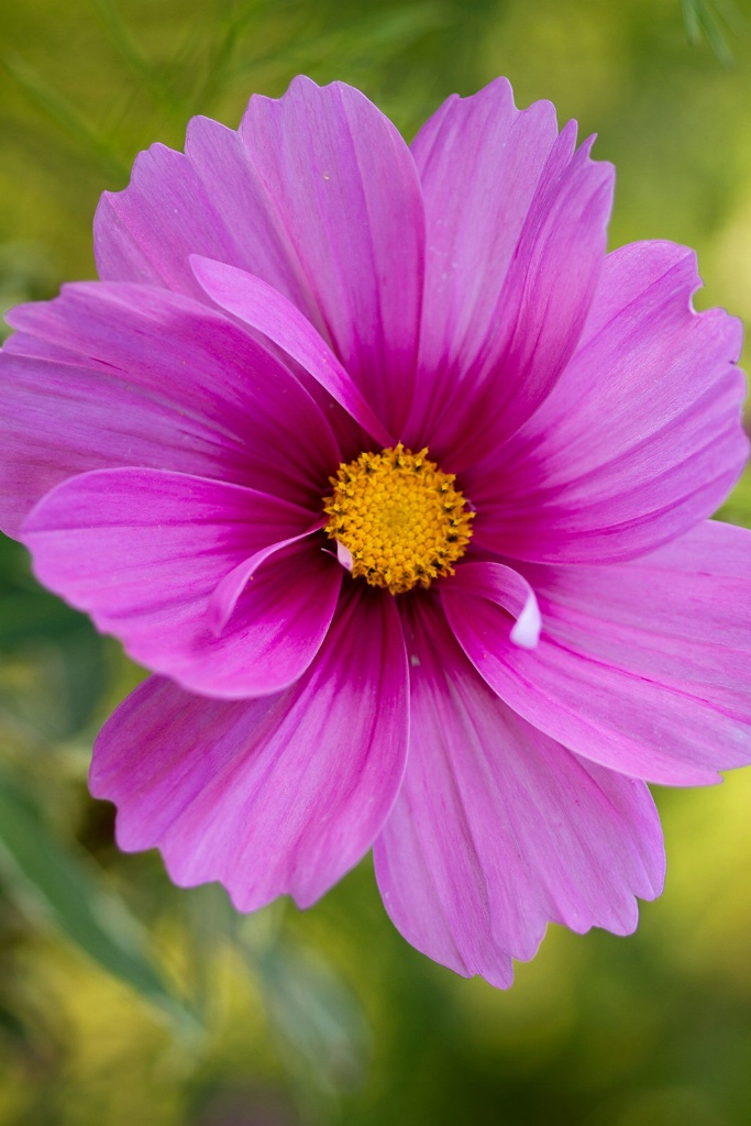 Lilac Cosmos