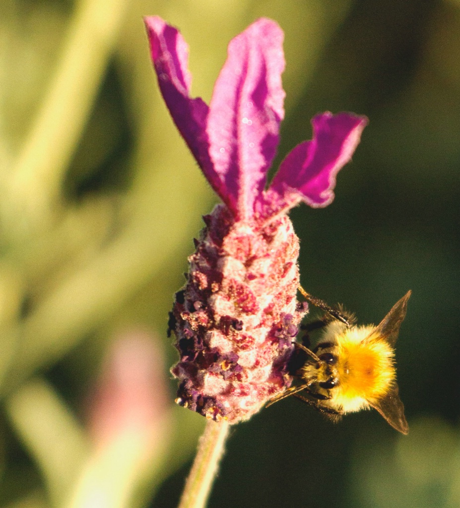 Bee on Lavender