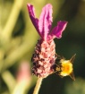 Bee on Lavender
