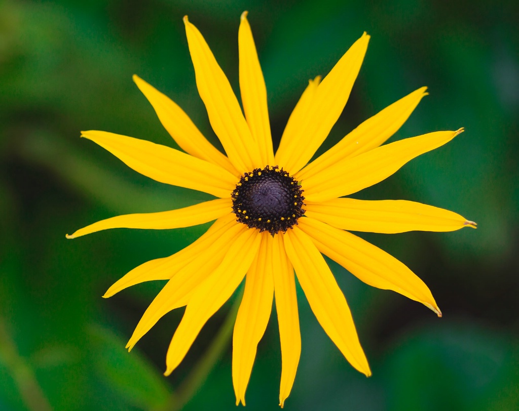 Rudbeckia Star - ID: 15447406 © Susan Gallagher