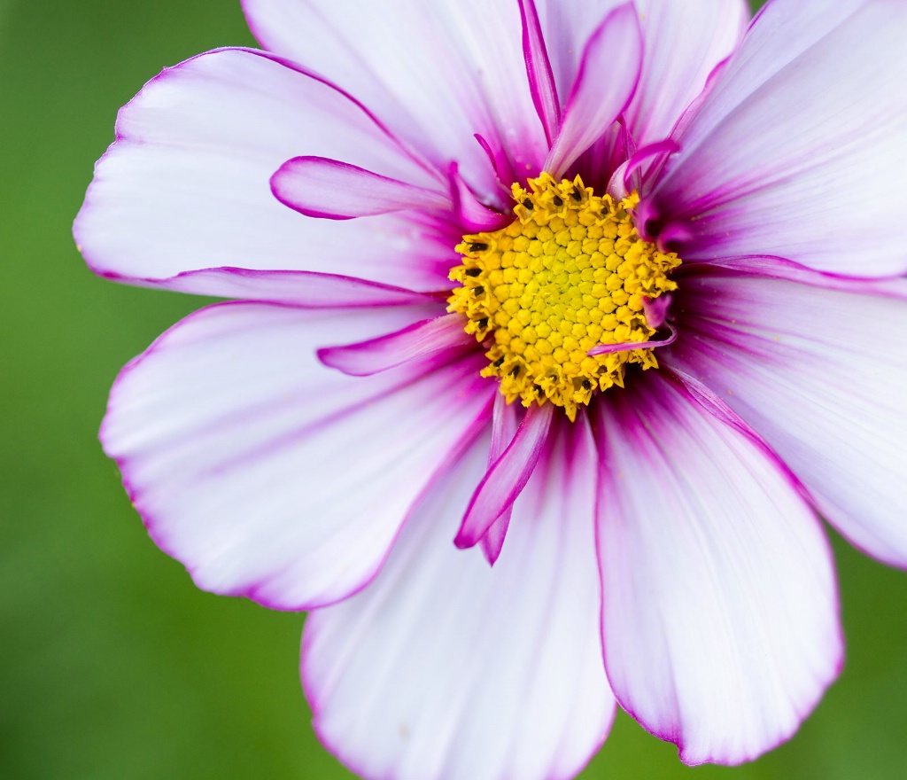 White Cosmos - ID: 15448014 © Susan Gallagher